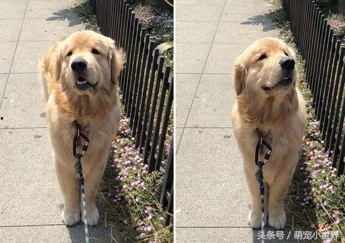 金毛爆料视频,娱乐圈幕后真相大曝光