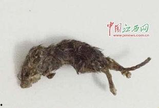 穷人养鼠大法娱乐吃瓜,趣味养鼠，吃瓜乐趣无限  第2张