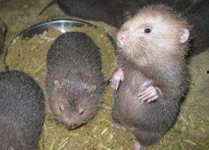 穷人养鼠大法娱乐吃瓜,趣味养鼠，吃瓜乐趣无限  第3张